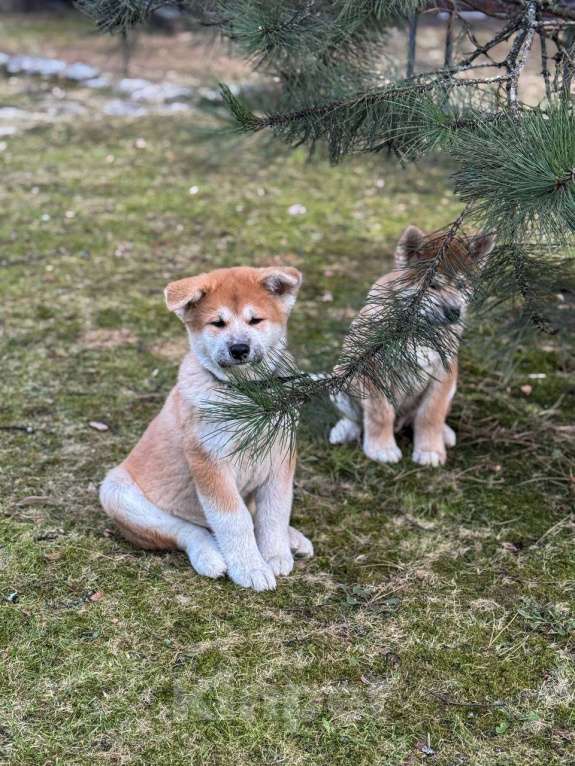 Собаки в Москве: Щенки Акита Ину Мальчик, 35 000 руб. - фото 7