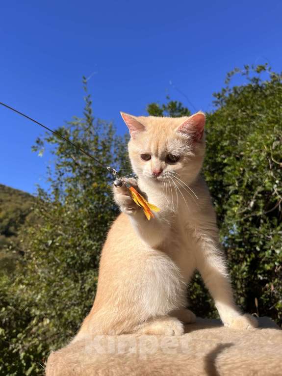 Кошки в Геленджике:  золотой котенок Мальчик, 9 000 руб. - фото 10