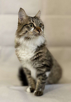 котенок Кемер ищет дом