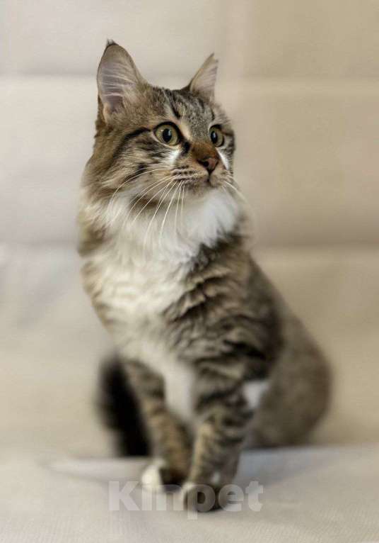 Кошки в Москве: котенок Кемер ищет дом Мальчик, Бесплатно - фото 1