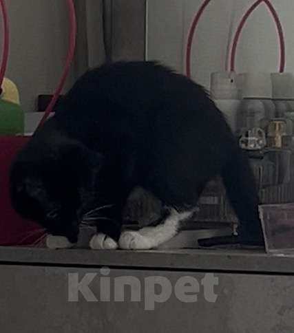 Кошки в Санкт-Петербурге: Котенок в добрые руки  Девочка, Бесплатно - фото 1