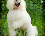 Собаки в Людиново: Малый белый пудель. Щенок. 3 мес.  Девочка, 25 000 руб. - фото 9