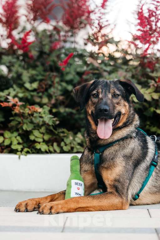 Собаки в Москве: Идеальный Ирвин ищет дом Мальчик, Бесплатно - фото 2