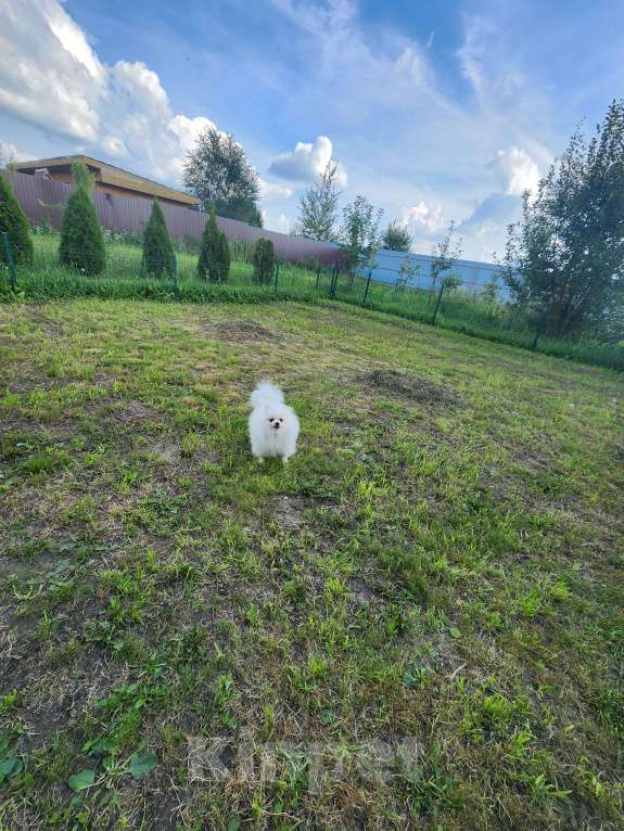 Собаки в Москве: Девочка померанского шпица в качестве домашнего любимца Девочка, Бесплатно - фото 2