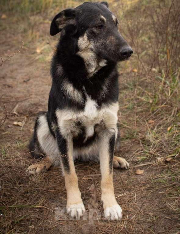 Собаки в Раменском: Хорошей девочке -хорошие руки Девочка, Бесплатно - фото 8