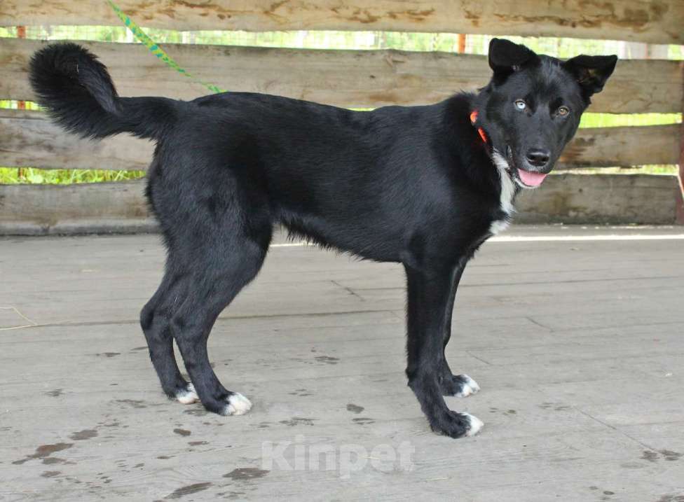 Собаки в Санкт-Петербурге: Необыкновенный щенок-красавчик ищет дом Мальчик, Бесплатно - фото 6