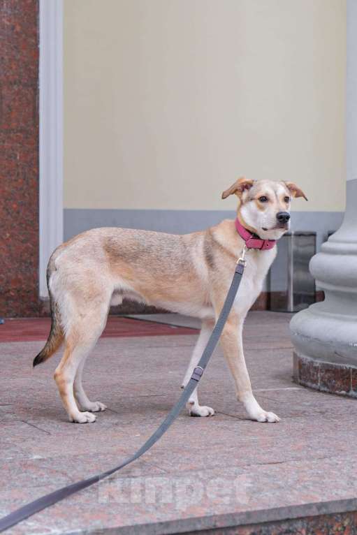 Собаки в Москве: Сэмка так тянется к рукам... Мальчик, Бесплатно - фото 2