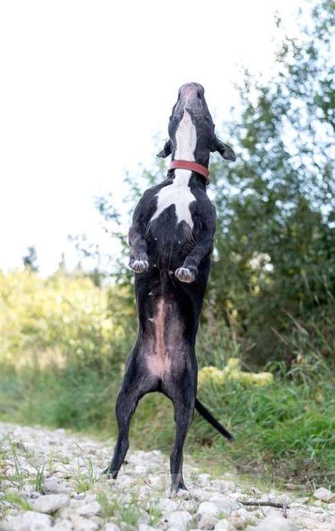 Собаки в Москве: Стаффордширский терьер Юта — собака-улыбака в дар Девочка, 1 руб. - фото 4