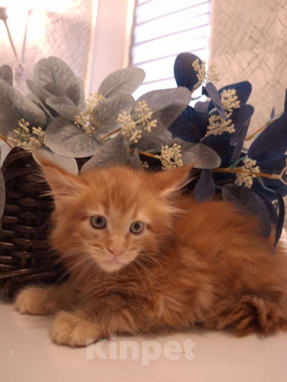 Кошки в Нижнем Новгороде: Мейн кун- котята Мальчик, Бесплатно - фото 1