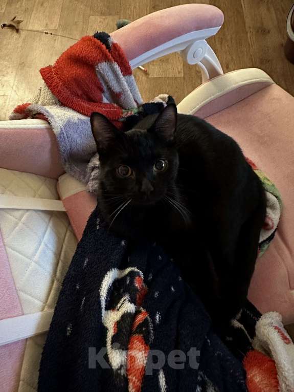 Кошки в Рыбинске: Молодой котик в добрые руки  Мальчик, Бесплатно - фото 1