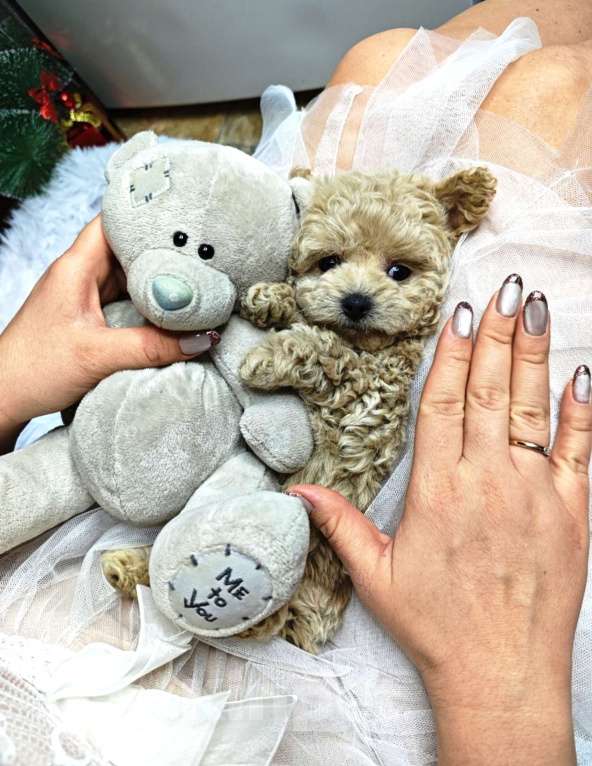 Собаки в Москве: Мальтипу мальчик Тедди  Мальчик, 140 000 руб. - фото 1