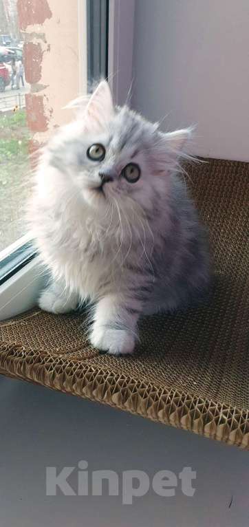 Кошки в Санкт-Петербурге: Обваражительный Хайленд Страйт Мальчик, 65 000 руб. - фото 4