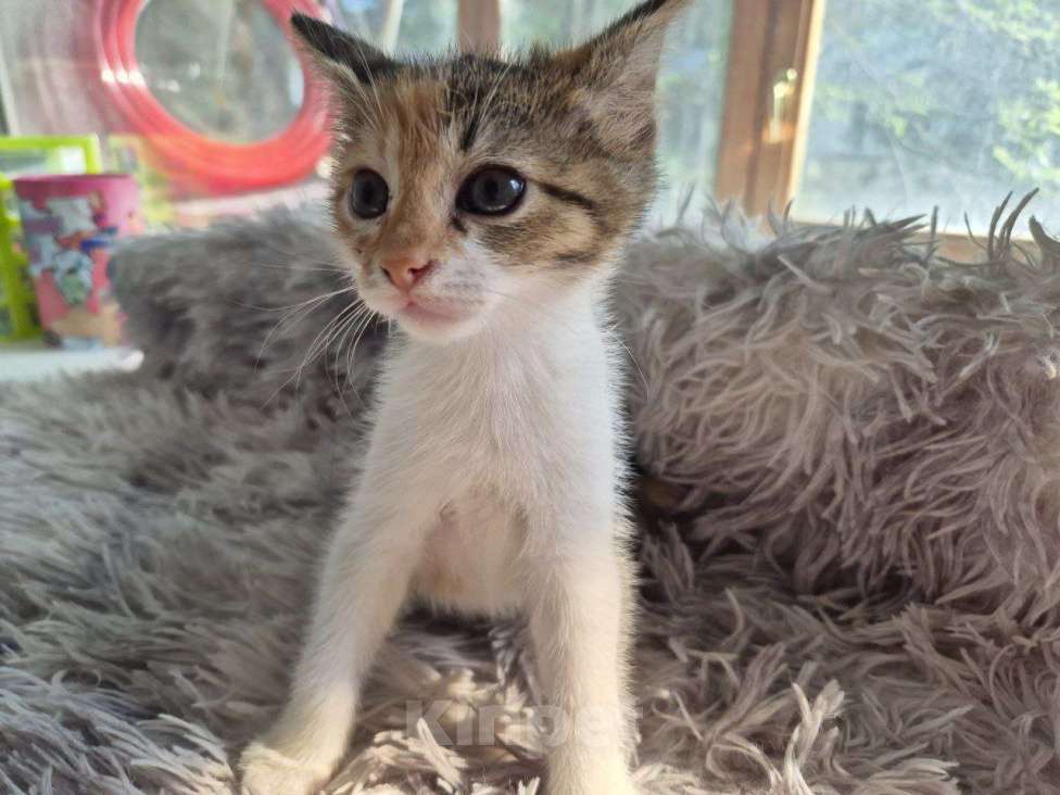 Кошки в Саратове: Котёнок Девочка, Бесплатно - фото 5