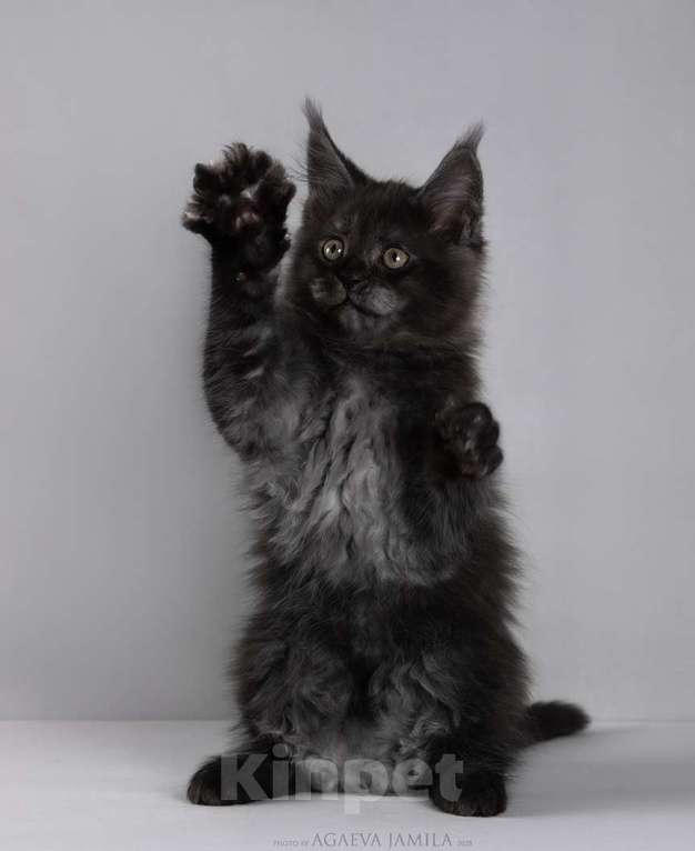 Кошки в Москве: Мейн-кун Зорро сладкий пирожок Мальчик, 105 000 руб. - фото 1