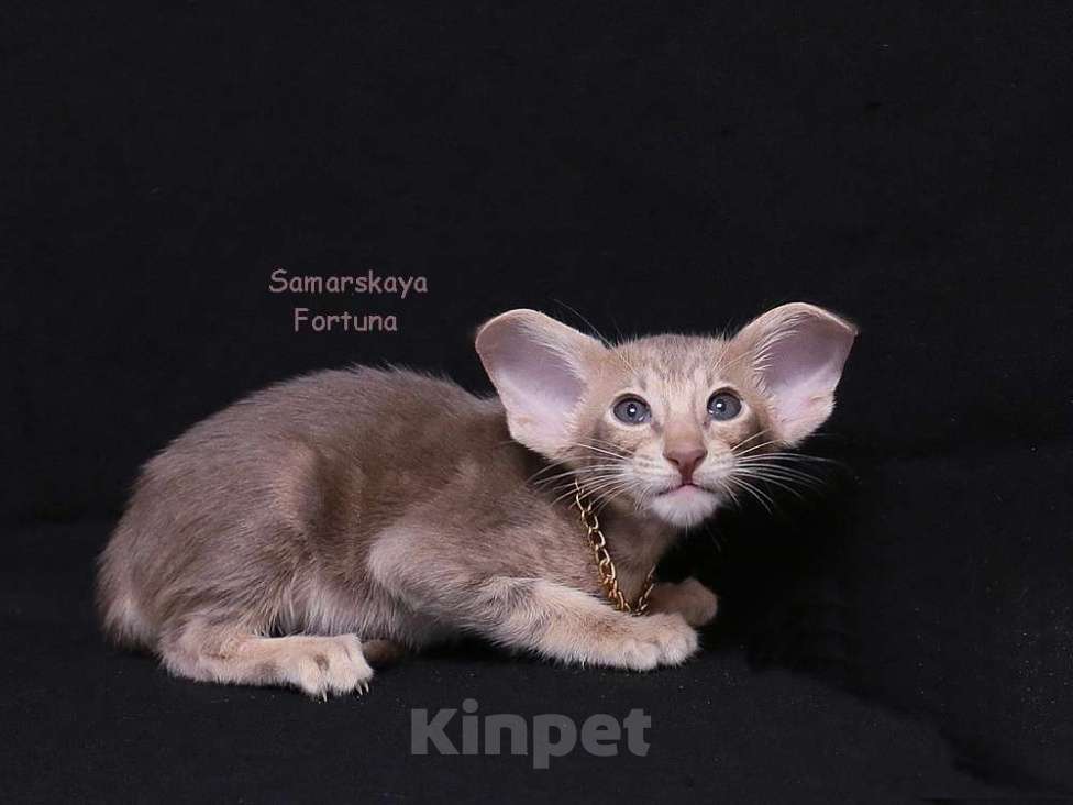 Кошки в других городах Самарской области: Ориентальный котик лилового мраморного окраса  Мальчик, Бесплатно - фото 2