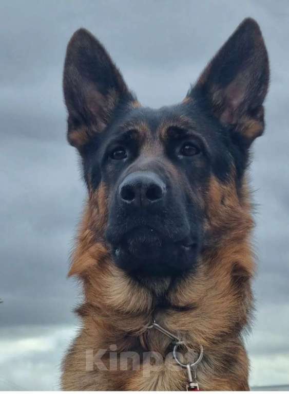 Собаки в Москве: Шикарные щенки немецкой овчарки Девочка, Бесплатно - фото 2