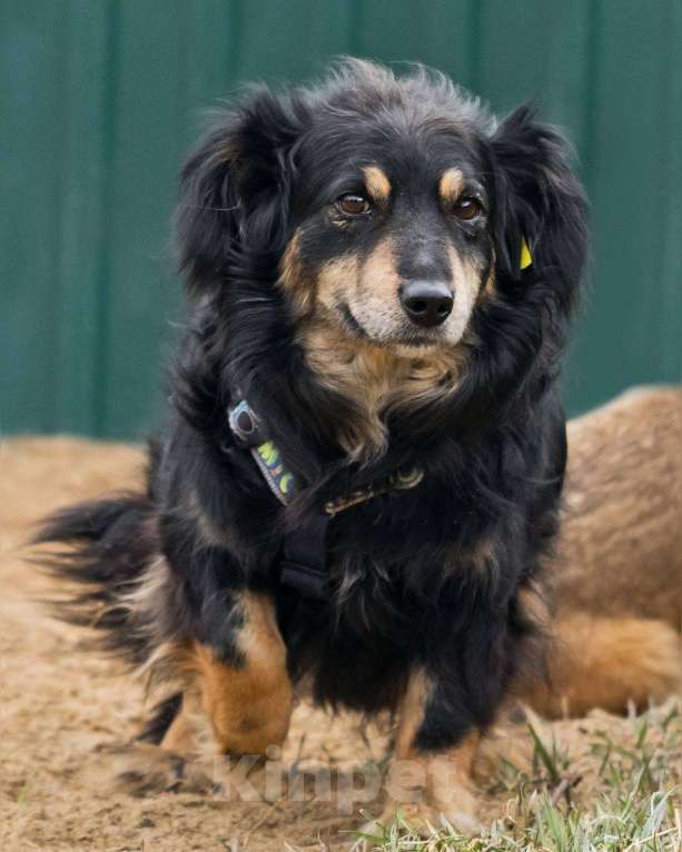Собаки в других городах Московской области: Добрейший маленький Харви ищет дом Мальчик, Бесплатно - фото 9