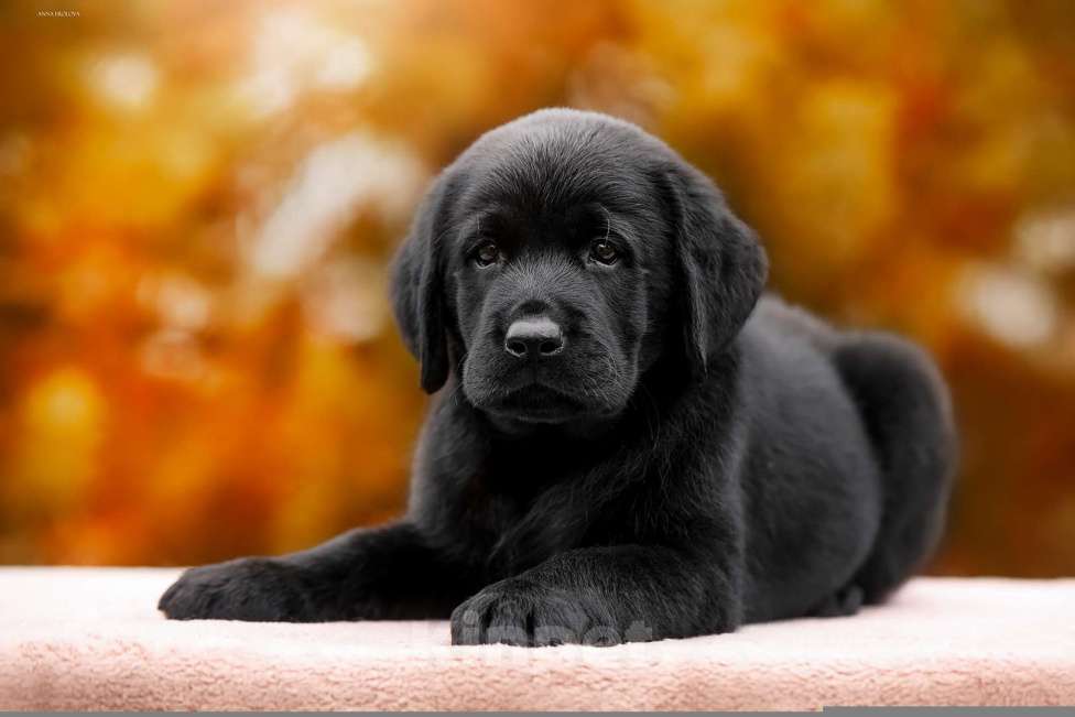 Собаки в Ярославле: Щенок лабрадор,мальчик  Мальчик, 80 000 руб. - фото 1