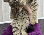 Кошки в Химках: Котенок Девочка, Бесплатно - фото 3