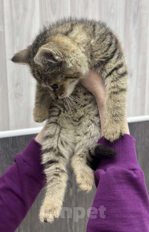 Кошки в Химках: Котенок Девочка, Бесплатно - фото 3