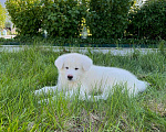 Собаки в Хабаровске: Продаю щенят породы Акита Ину Мальчик, 30 000 руб. - фото 7