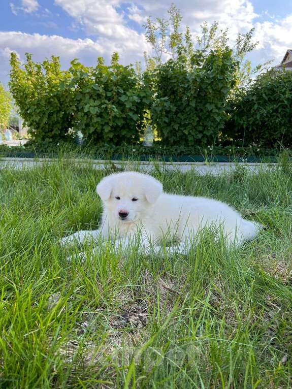 Собаки в Хабаровске: Продаю щенят породы Акита Ину Мальчик, 30 000 руб. - фото 7