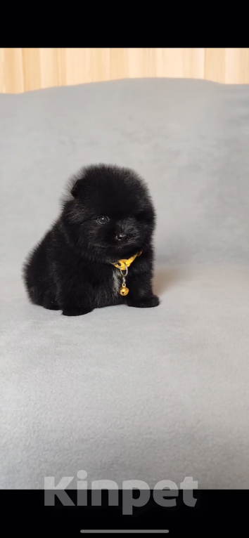 Собаки в Иркутске: Померанский шпиц Мальчик, 30 000 руб. - фото 2