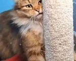 Кошки в Санкт-Петербурге: Кошечка Девочка, Бесплатно - фото 2