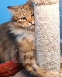 Кошки в Санкт-Петербурге: Кошечка Девочка, Бесплатно - фото 2