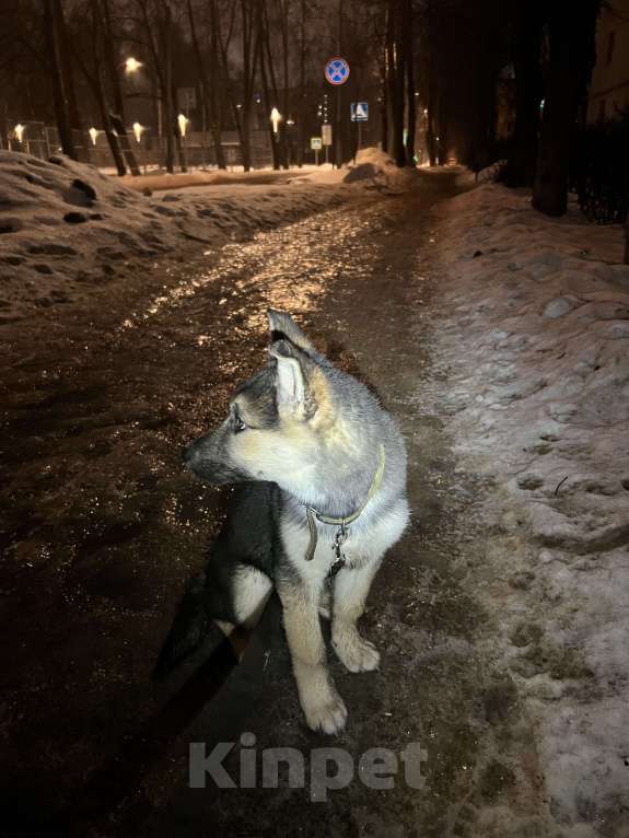 Собаки в Лобне: Найдена Собака. Лобня. микрорайон Букино. Мальчик, Бесплатно - фото 2