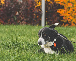Собаки в Подольске: Одинокий приютский пес Пушок хочет найти хозяев! Мальчик, Бесплатно - фото 8