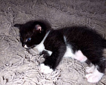 Кошки в Калуге: Котенок даром Мальчик, Бесплатно - фото 3