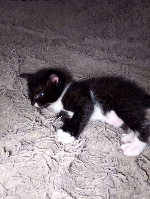 Кошки в Калуге: Котенок даром Мальчик, Бесплатно - фото 3