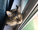 Кошки в Химках: Отдам очень ласковую кошку в добрые руки Девочка, 500 руб. - фото 1