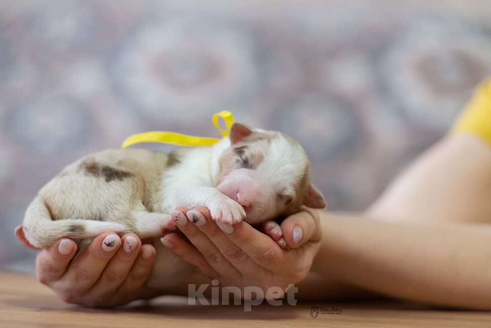 Собаки в Москве: Австралийская овчарка, аусси Девочка, Бесплатно - фото 2