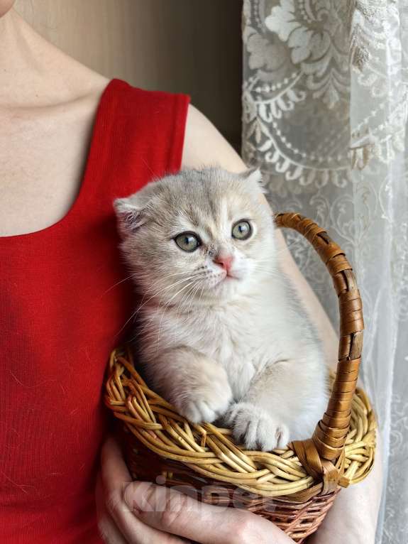 Кошки в Москве: Violet Luna Девочка, 50 000 руб. - фото 7