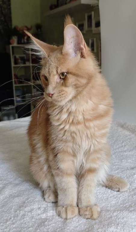 Кошки в Чайковском: Мальчик Мейн кун. MCO окрас - e 09 кремовый с белым Мальчик, 45 000 руб. - фото 2