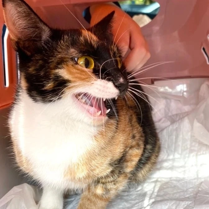 Кошки в Москве: Спасите из клеточки! Девочка, Бесплатно - фото 3