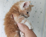 Кошки в Люберцах: Рыжие котята мейн-кун Мальчик, Бесплатно - фото 2