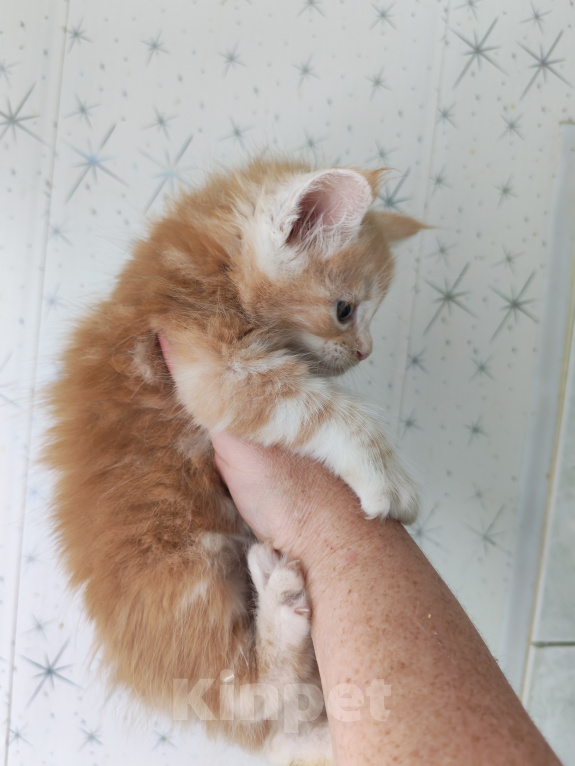 Кошки в Люберцах: Рыжие котята мейн-кун Мальчик, Бесплатно - фото 2