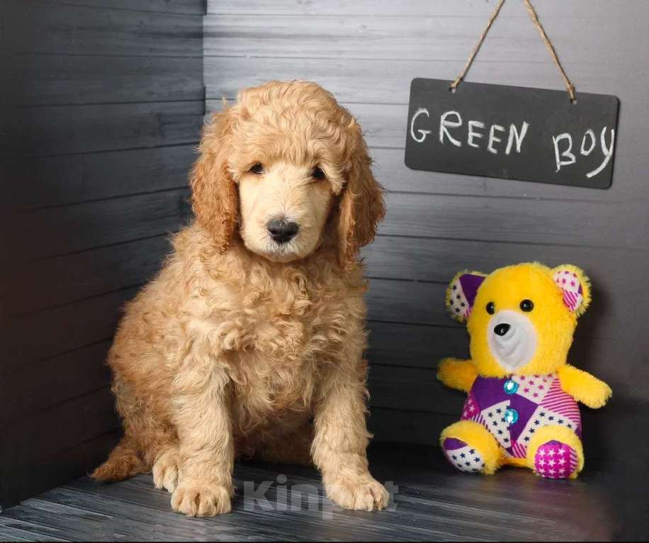 Собаки в Звенигороде: Мальчик королевский пудель( цвета ошейника Хакки) Мальчик, 60 000 руб. - фото 4