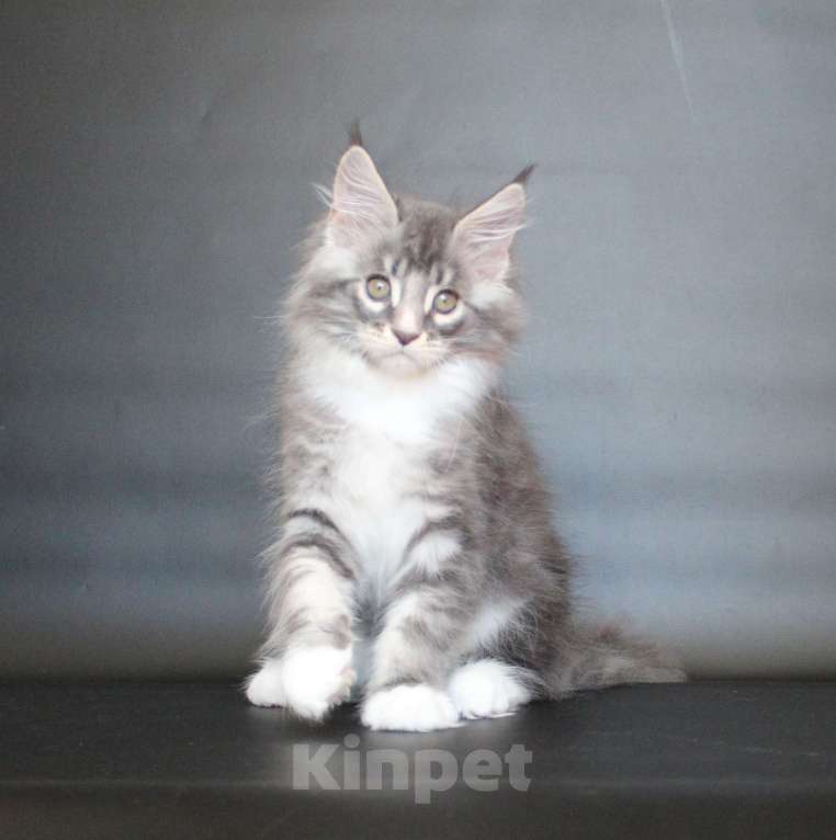 Кошки в Екатеринбурге: Даймонд Димочка Мальчик, 50 000 руб. - фото 2