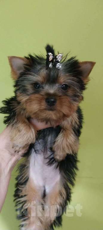 Собаки в других городах Московской области: Мини беби фейс Сарочка Девочка, 50 000 руб. - фото 2