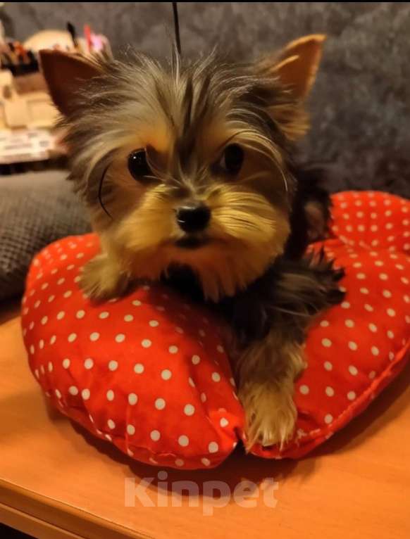 Собаки в Санкт-Петербурге: йорки очаровательные щенки Девочка, 40 000 руб. - фото 3