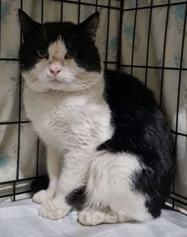 Кошки в Санкт-Петербурге: Пират ждет своего Человека Мальчик, Бесплатно - фото 2