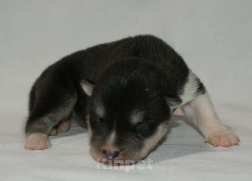 Собаки в Истре: щенки сибирский хаски Девочка, 25 000 руб. - фото 3