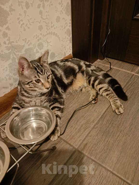 Кошки в Санкт-Петербурге:  Котëнок ищет дом.  Мальчик, Бесплатно - фото 7