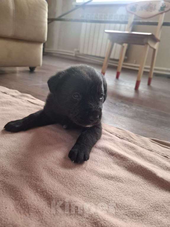 Собаки в других городах Красноярского края: Охранники Мальчик, 1 000 руб. - фото 5