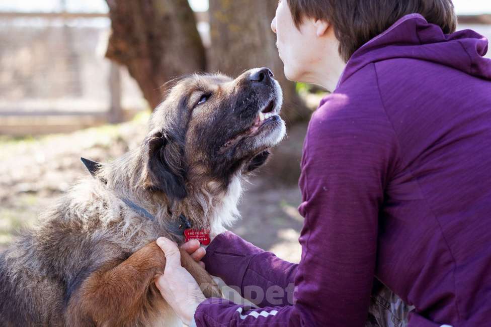 Собаки в Москве: Метис спаниеля Девочка, Бесплатно - фото 6