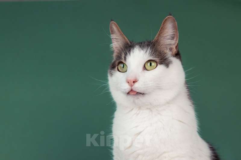 Кошки в Москве: Ласковый кот Масяня с кисточками на ушах и искренней улыбкой Мальчик, Бесплатно - фото 5